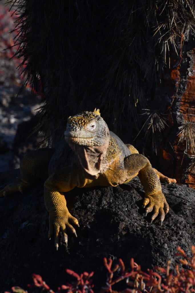 Galapagos Island iguana - copyright Blue Pullovers