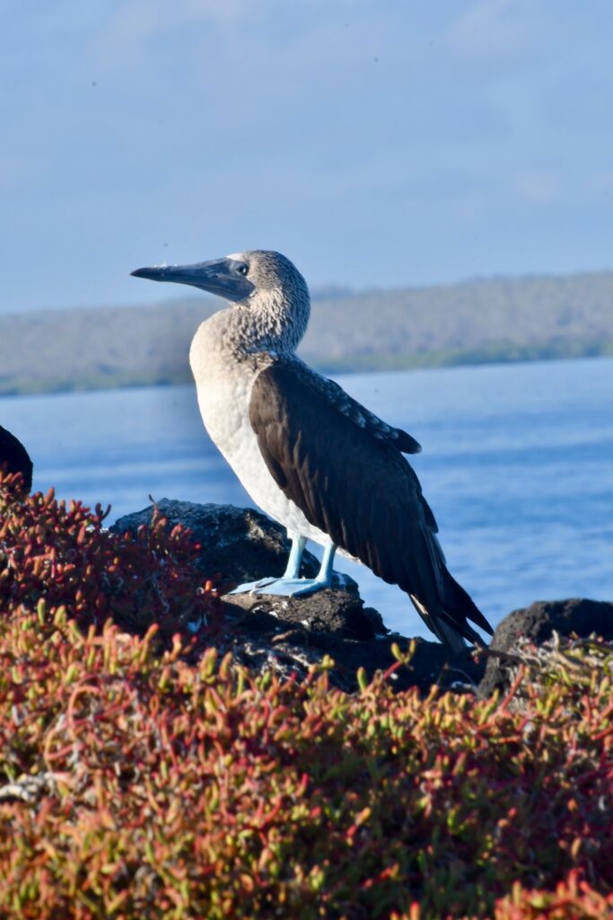 Galapagos Islands Blue-footed Boobie - copyright Blue Pullovers