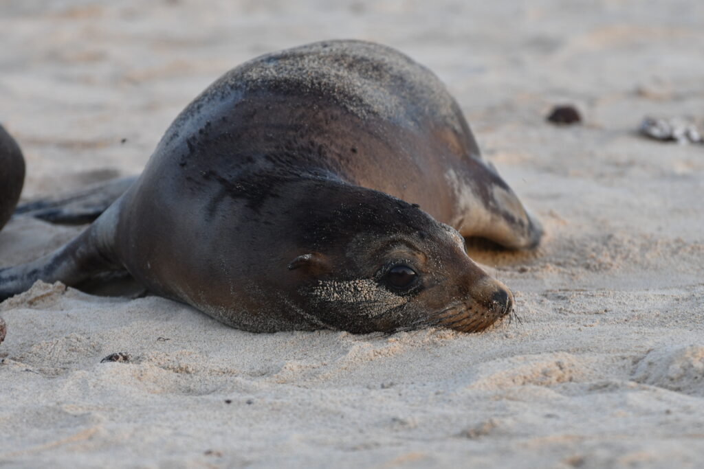 Sea lion pup basking on the beach in the Galapagos Islands - copyright Blue Pullovers