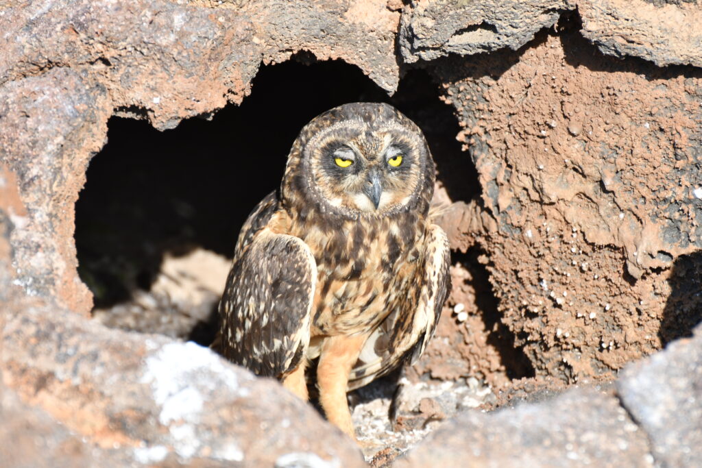 Galapagos Islands short-earred owl - copyright Blue Pullovers