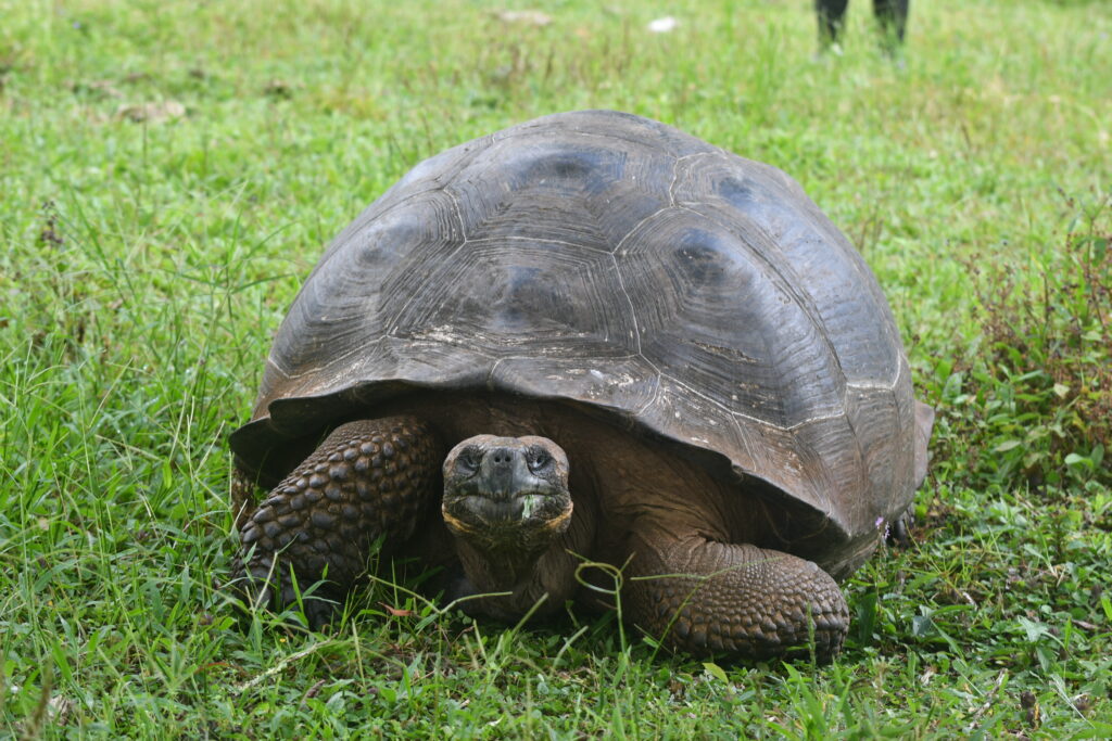 Galapagos Islands Giant Tortoise - copyright Blue Pullovers
