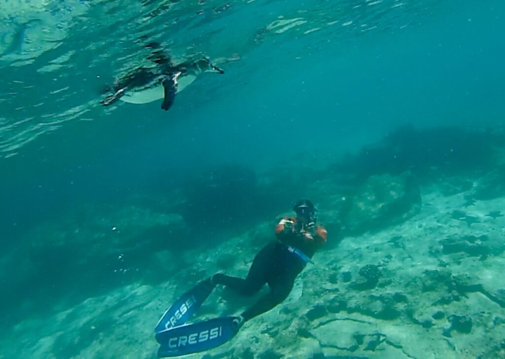 One of our amazing National Geographic naturalists filming a Galapagos penguin from underwater - copyright Blue Pullovers