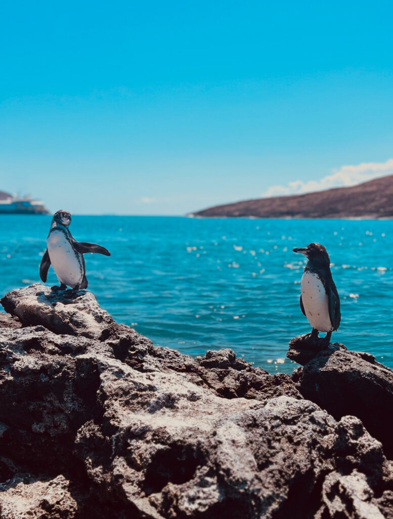 Galapagoes penguins taken by Blue Pullovers from our kayak - copyright Blue Pullovers