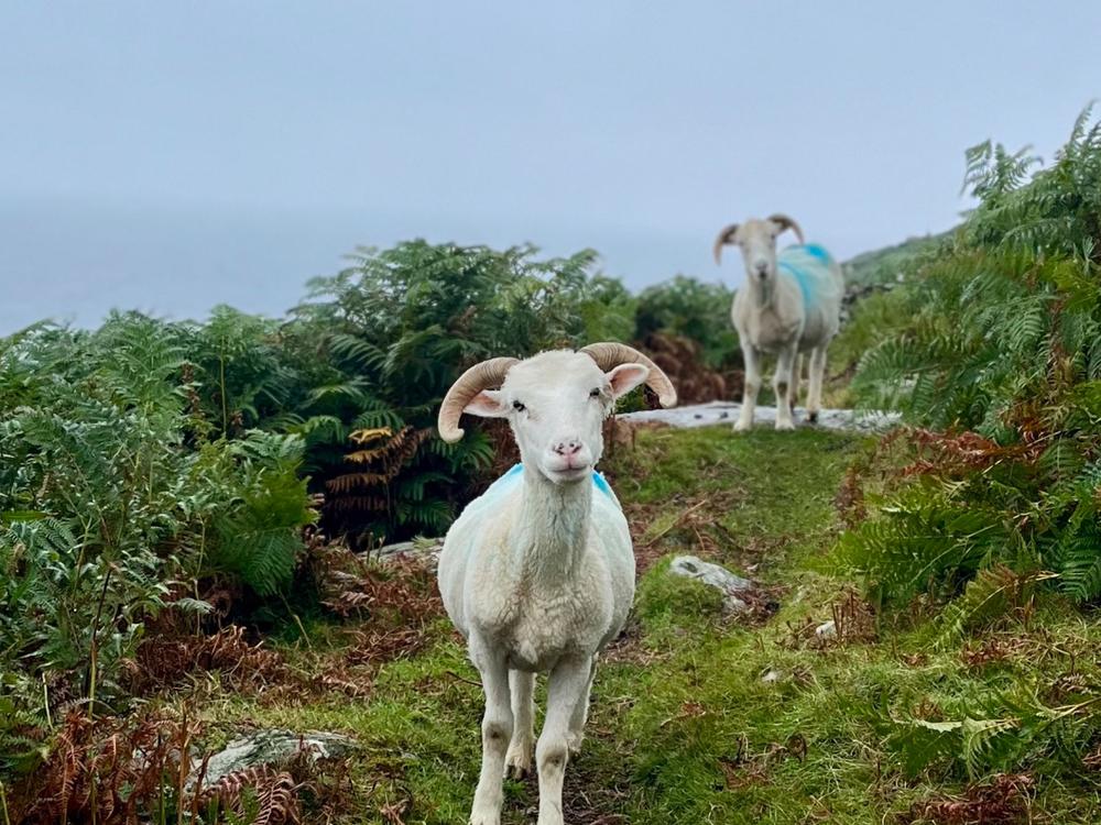 Don’t Cry! Fly to Ireland: 9-day Magical Itinerary