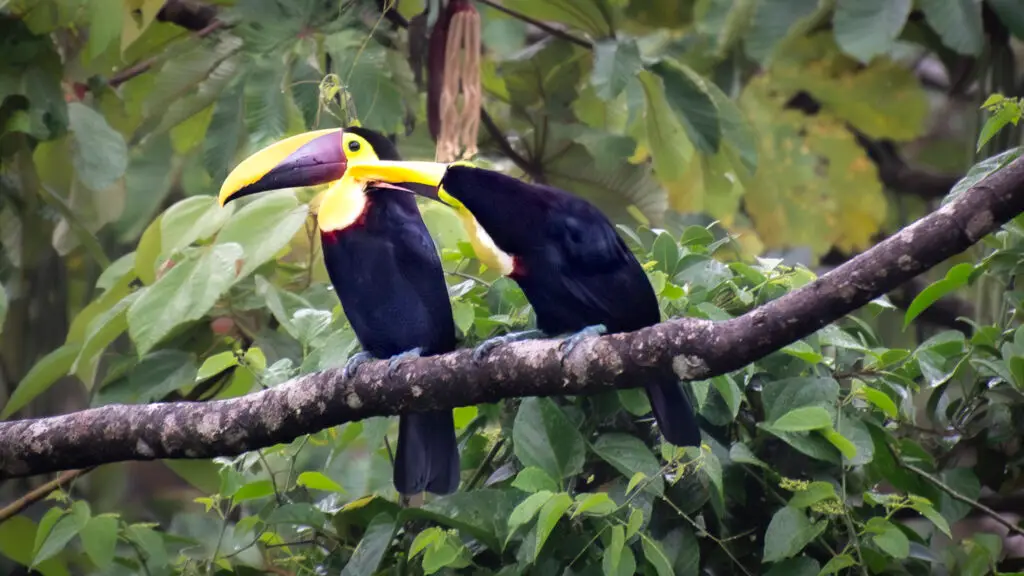 Toucans grooming - Costa Rica - La Fortuna